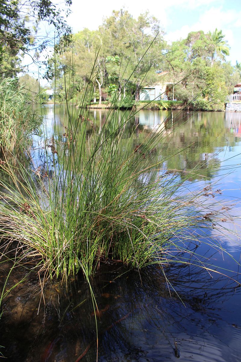 A good area of riparian vegetation will have reeds in the water, sedges (pictured above) on the wet edge, native grasses and shrubs above the waterline and native trees at the top of the embankment.