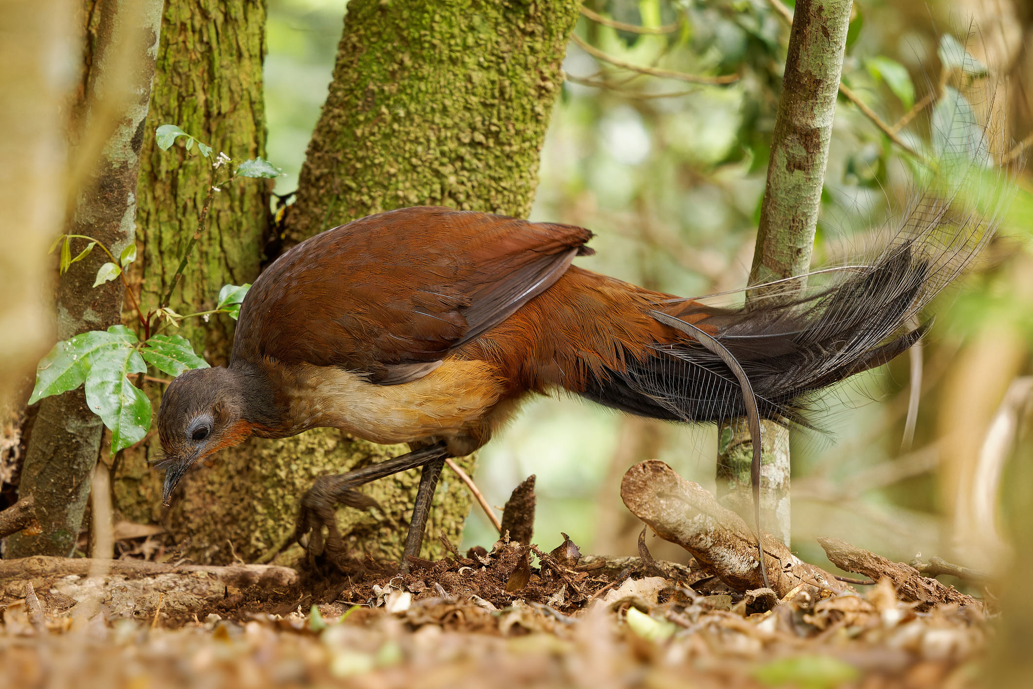 Albert's Lyrebird - Menura albert