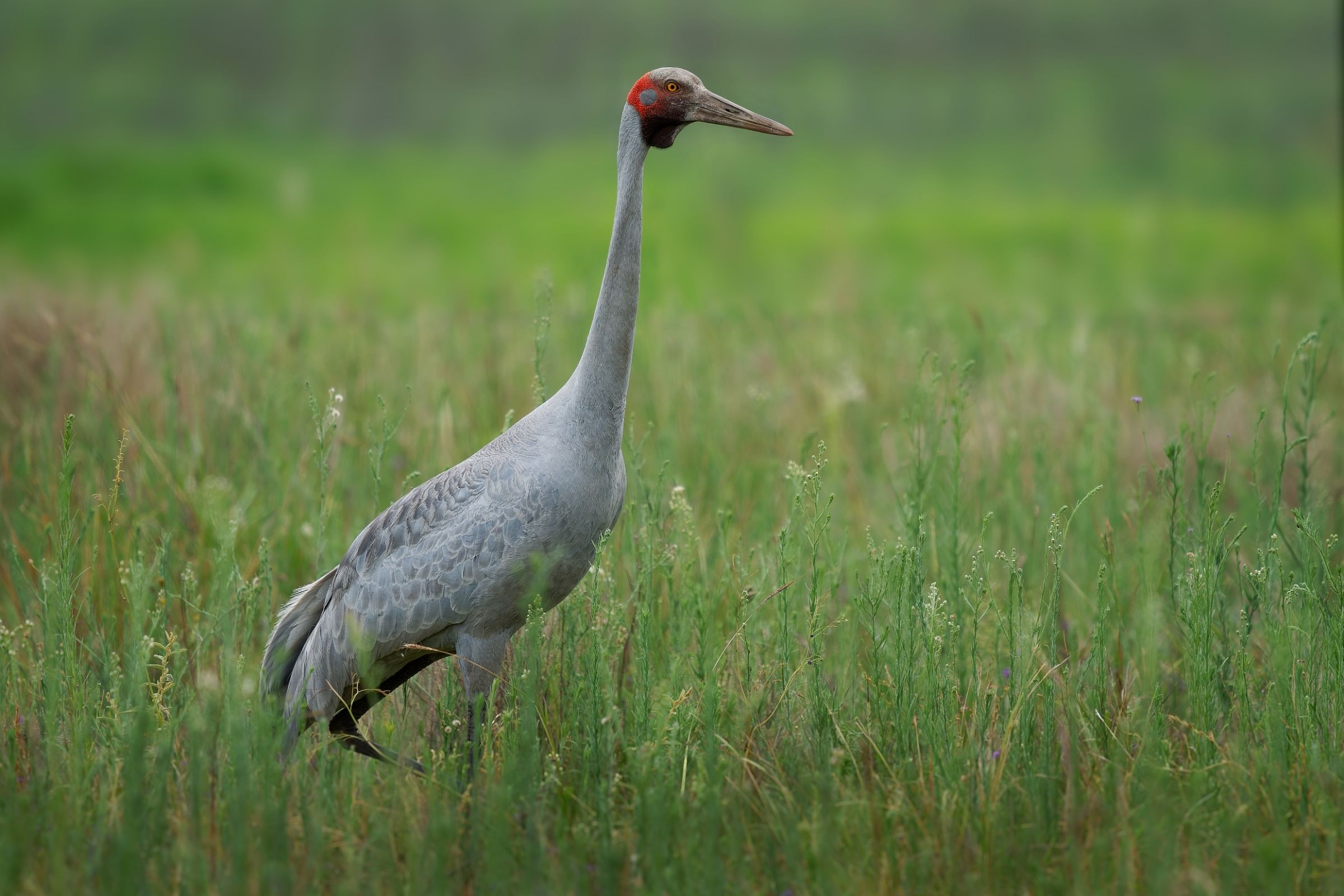 Brolga - Grus rubicunda