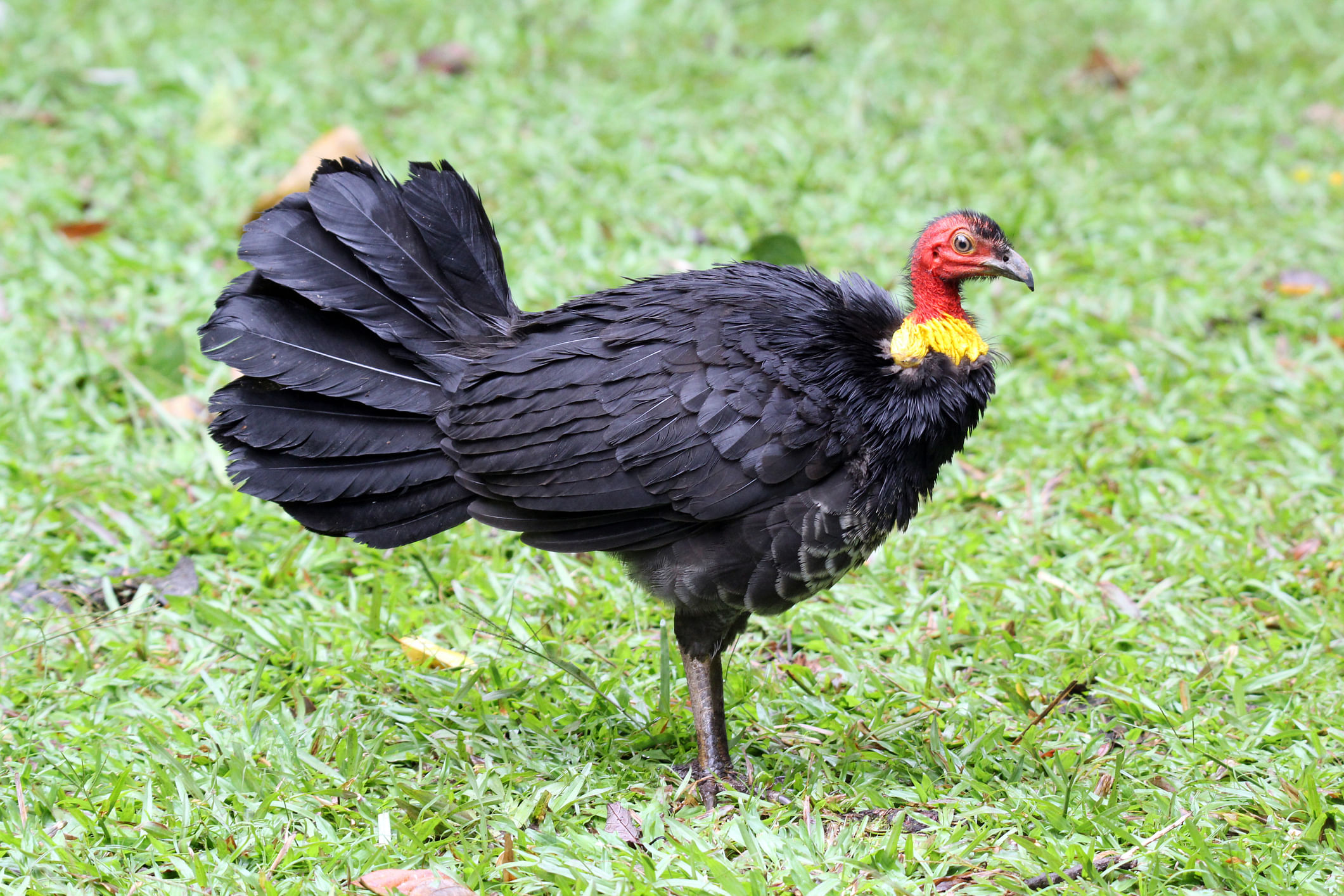 Brush turkey - Alectura lathami