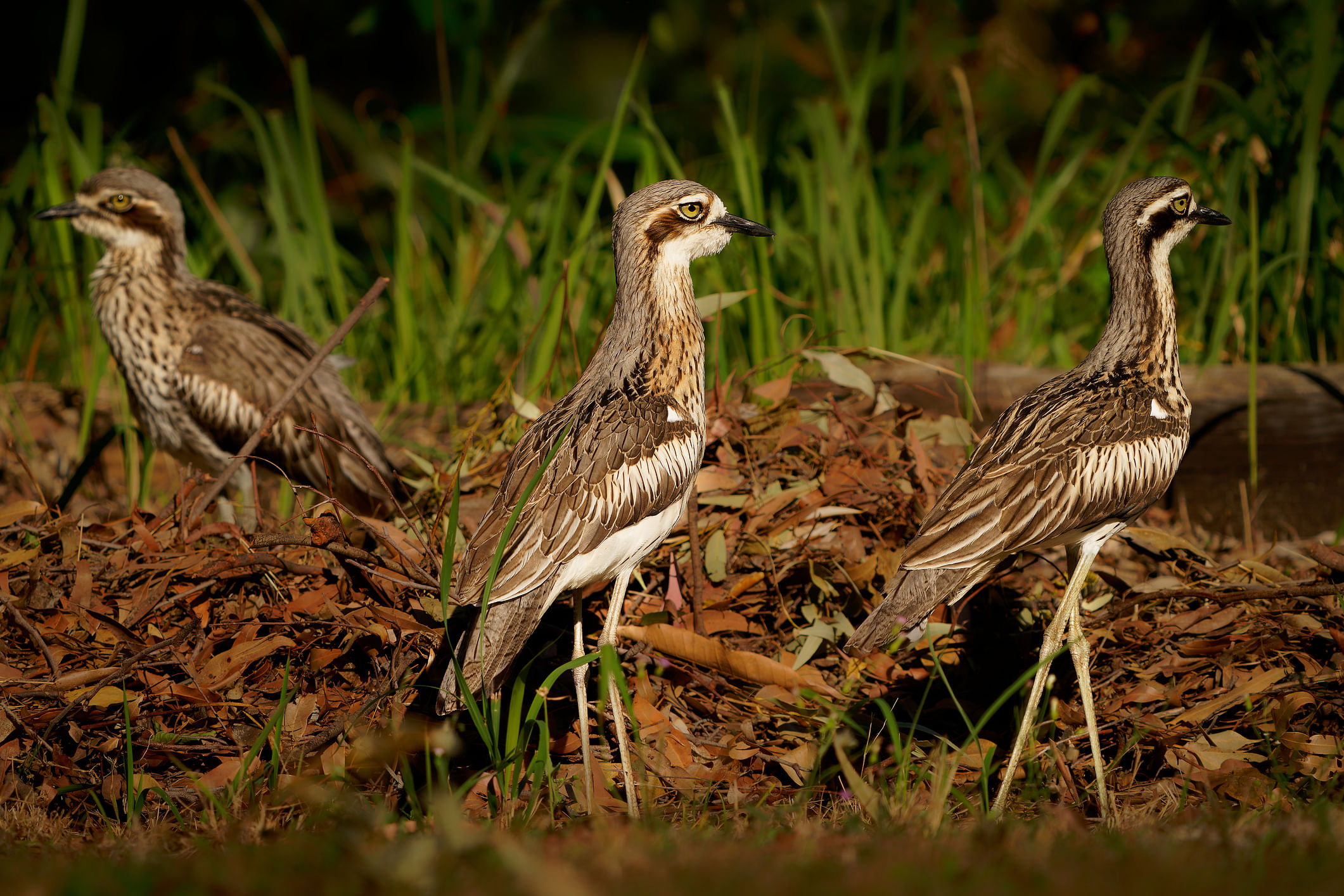 Bush Stone Curlew - Burhinus grallarius