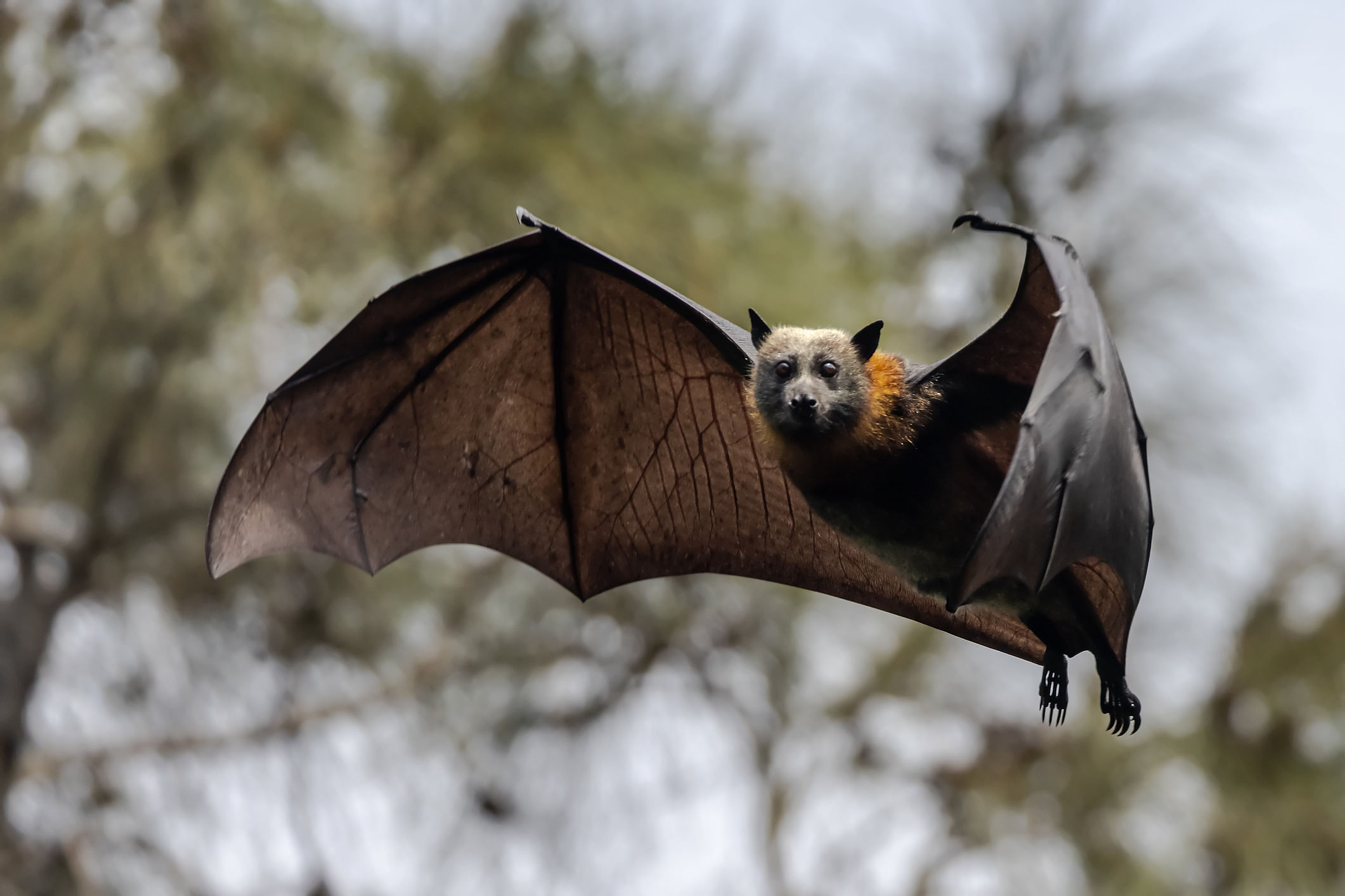 Grey-headed Flying-Fox