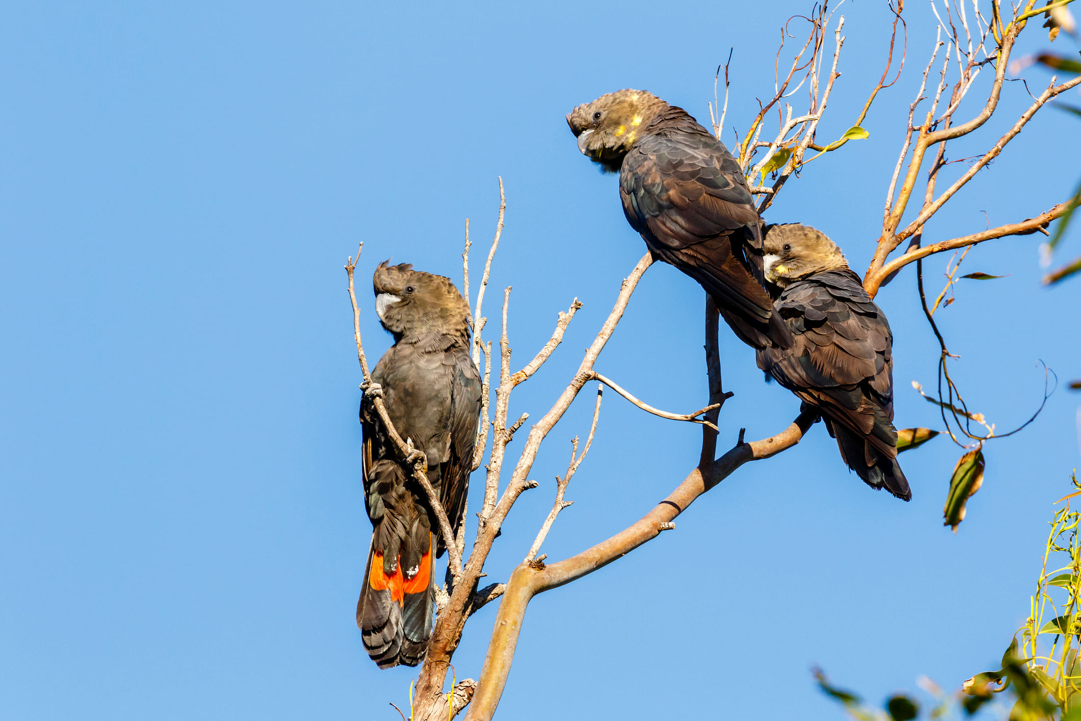 Glossy black-cockatoo - Calyptorhynchus lathami