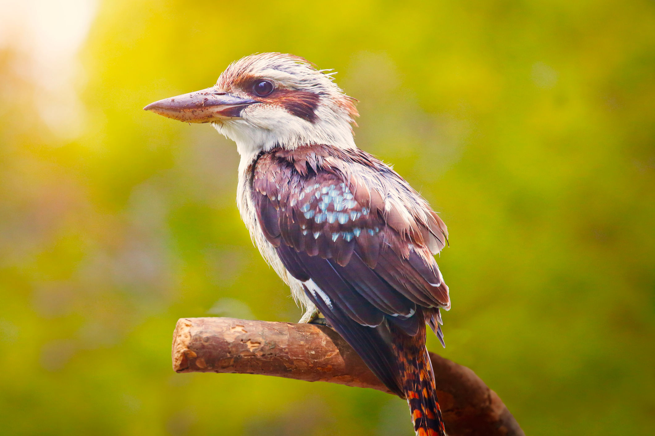 Laughing Kookaburra - Dacelo novaeguineae