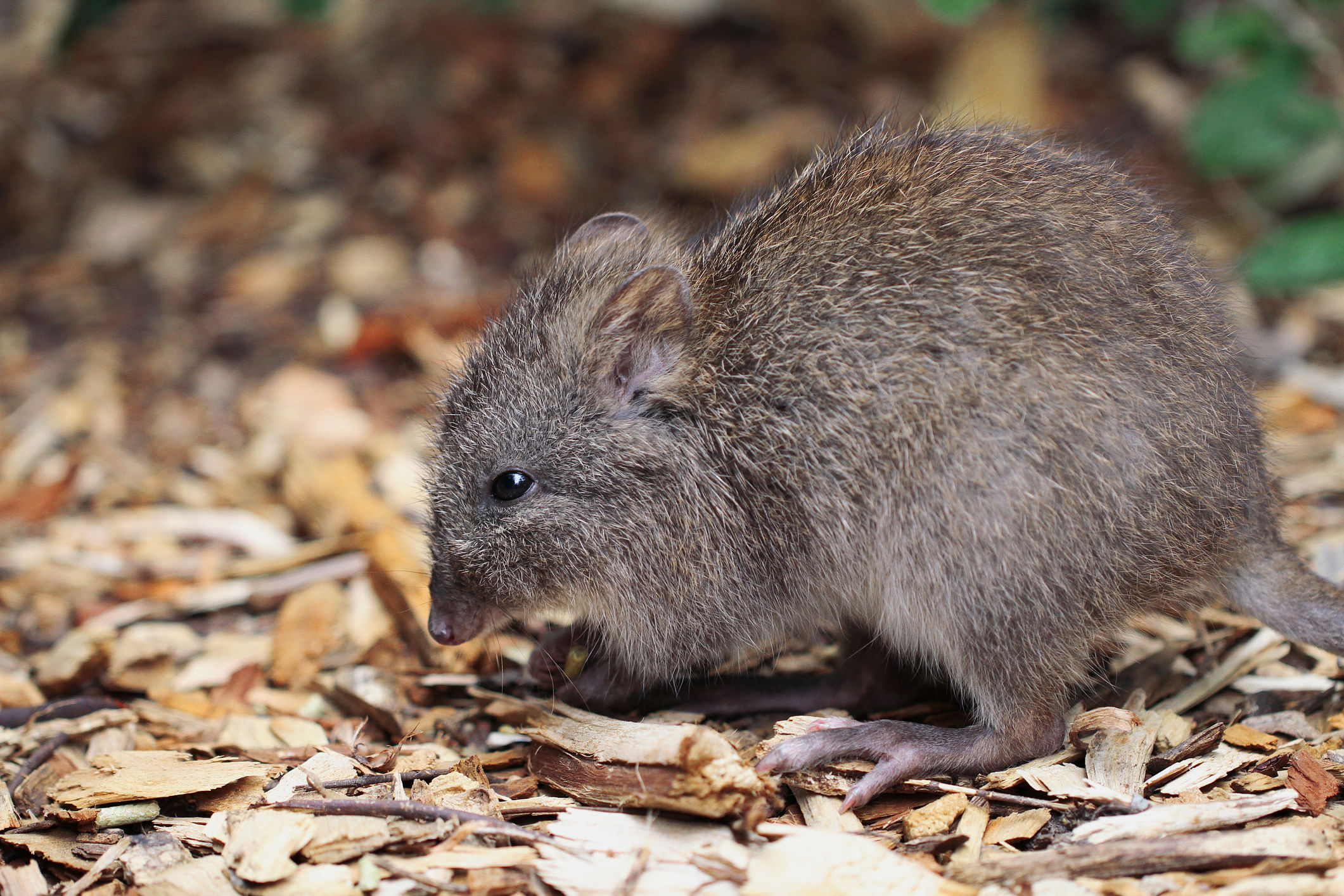 Long-nosed Poteroo