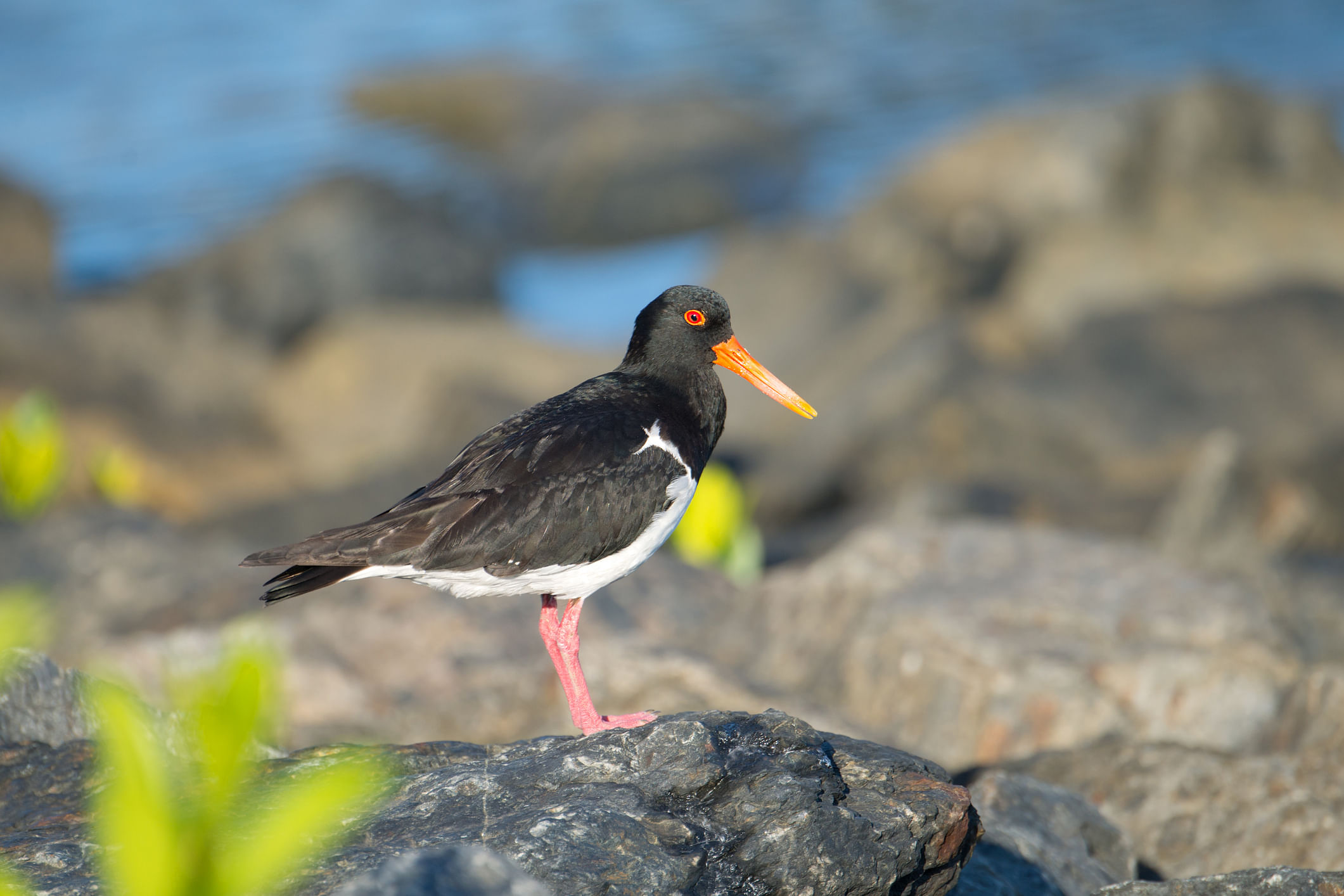 Pied Oystercatcher - Haematopus longirostris