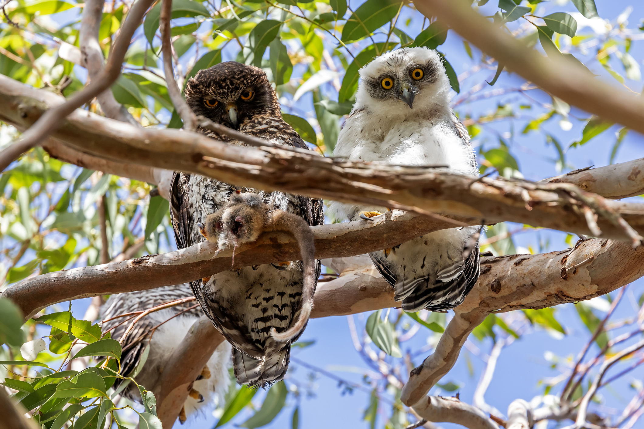 Powerful Owl - Ninox strenua