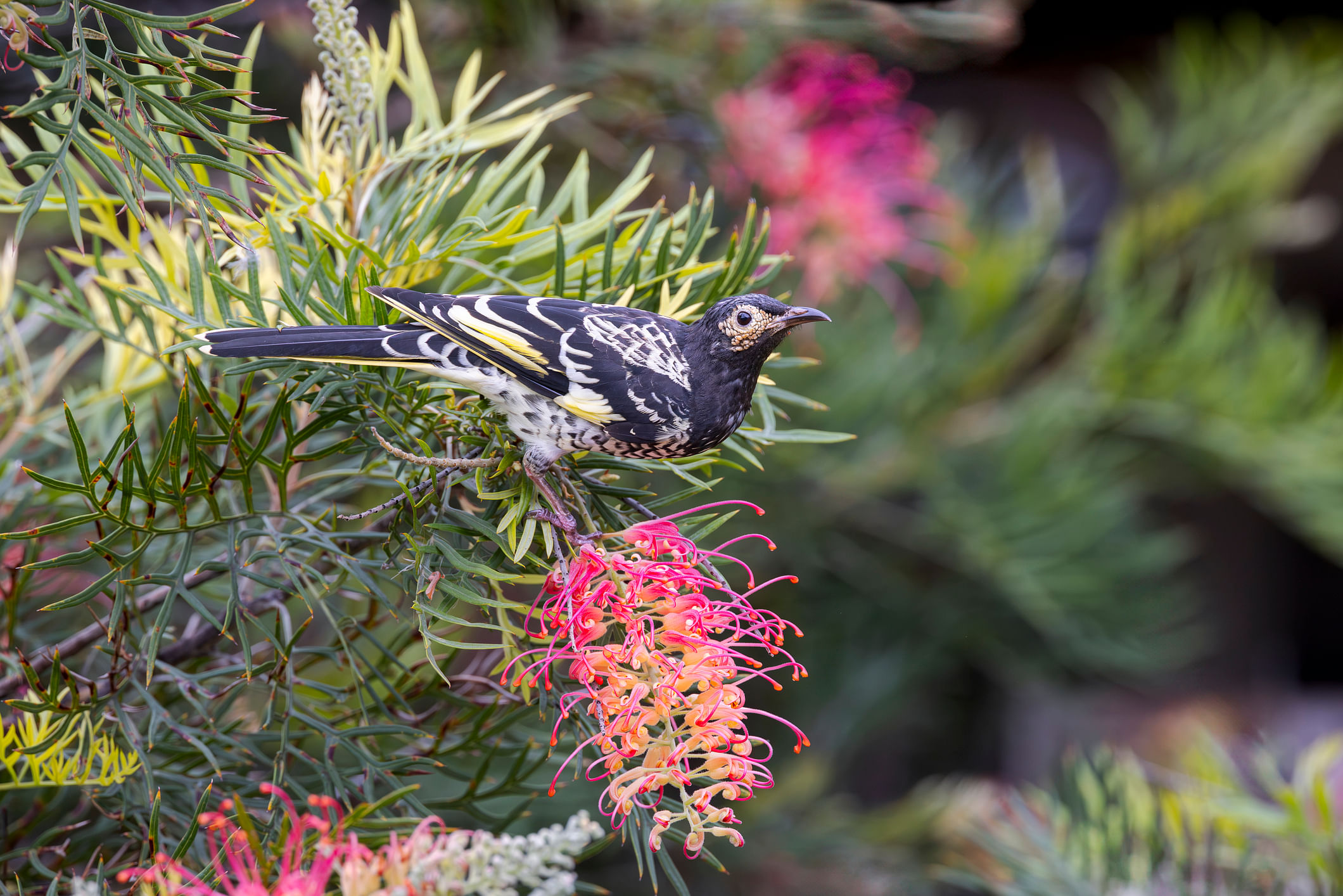 Regents Honeyeater - Anthochaera phygia