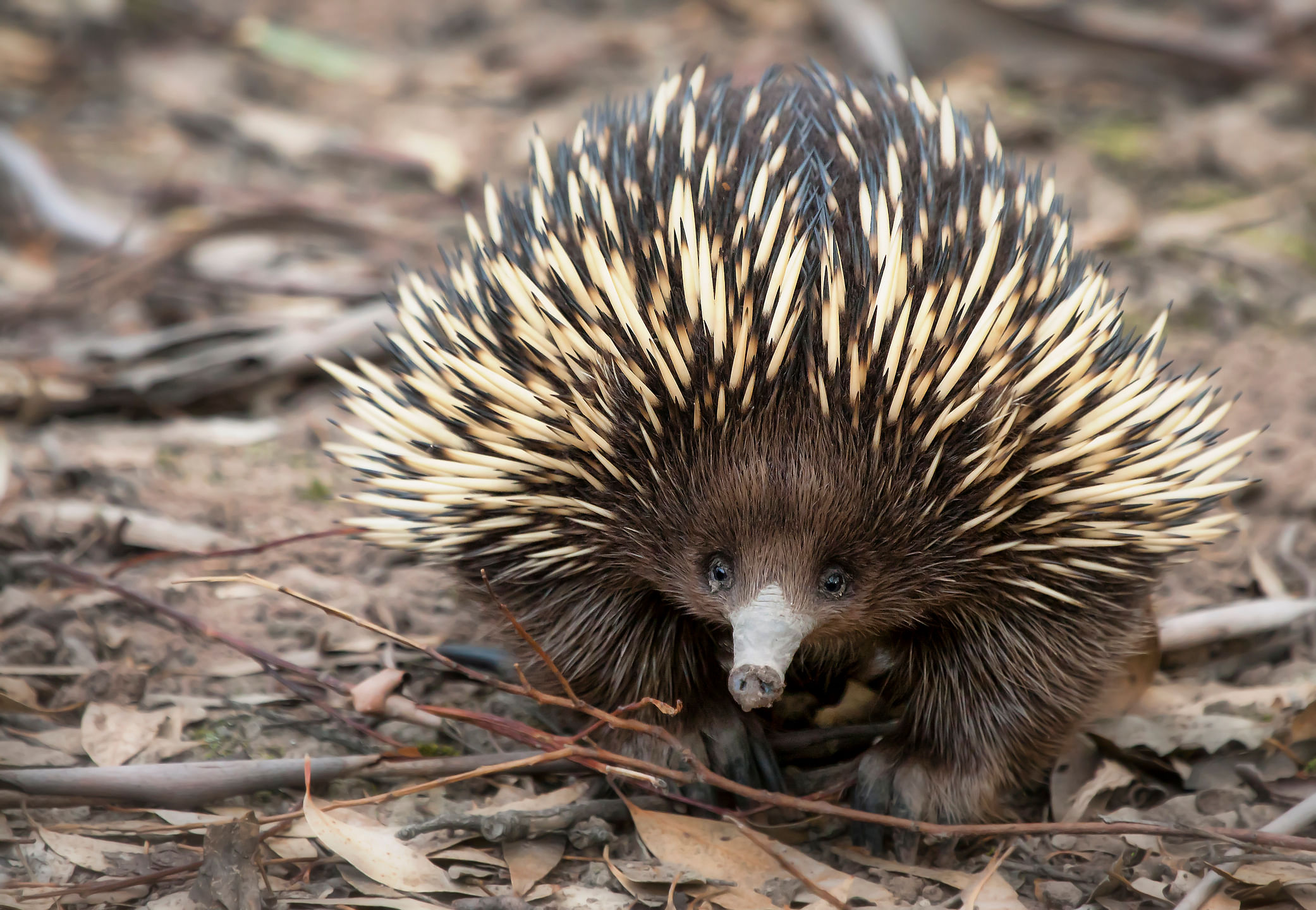 Short-beaked Echidna