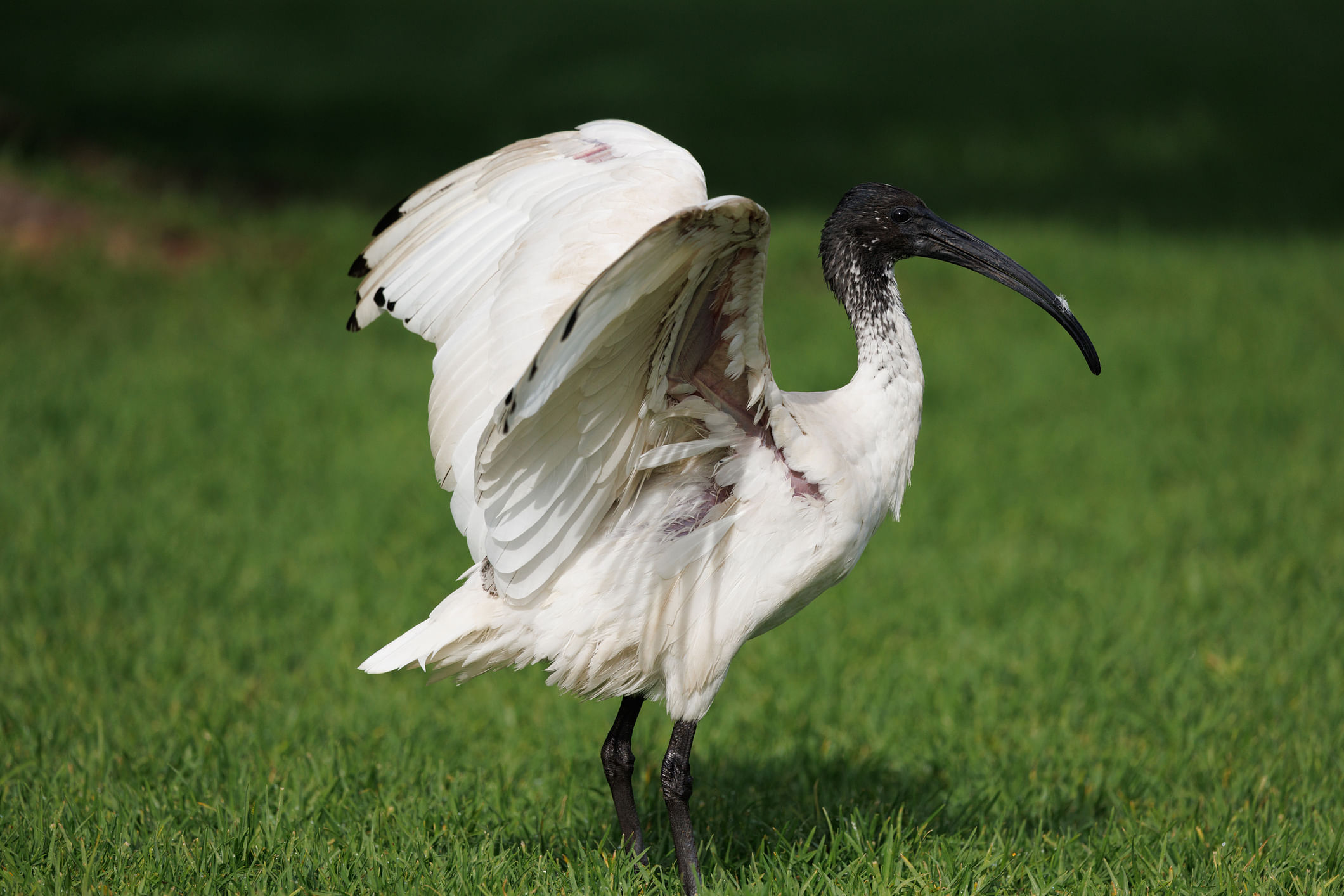 Australian White Ibis- Threskiornis molucca 