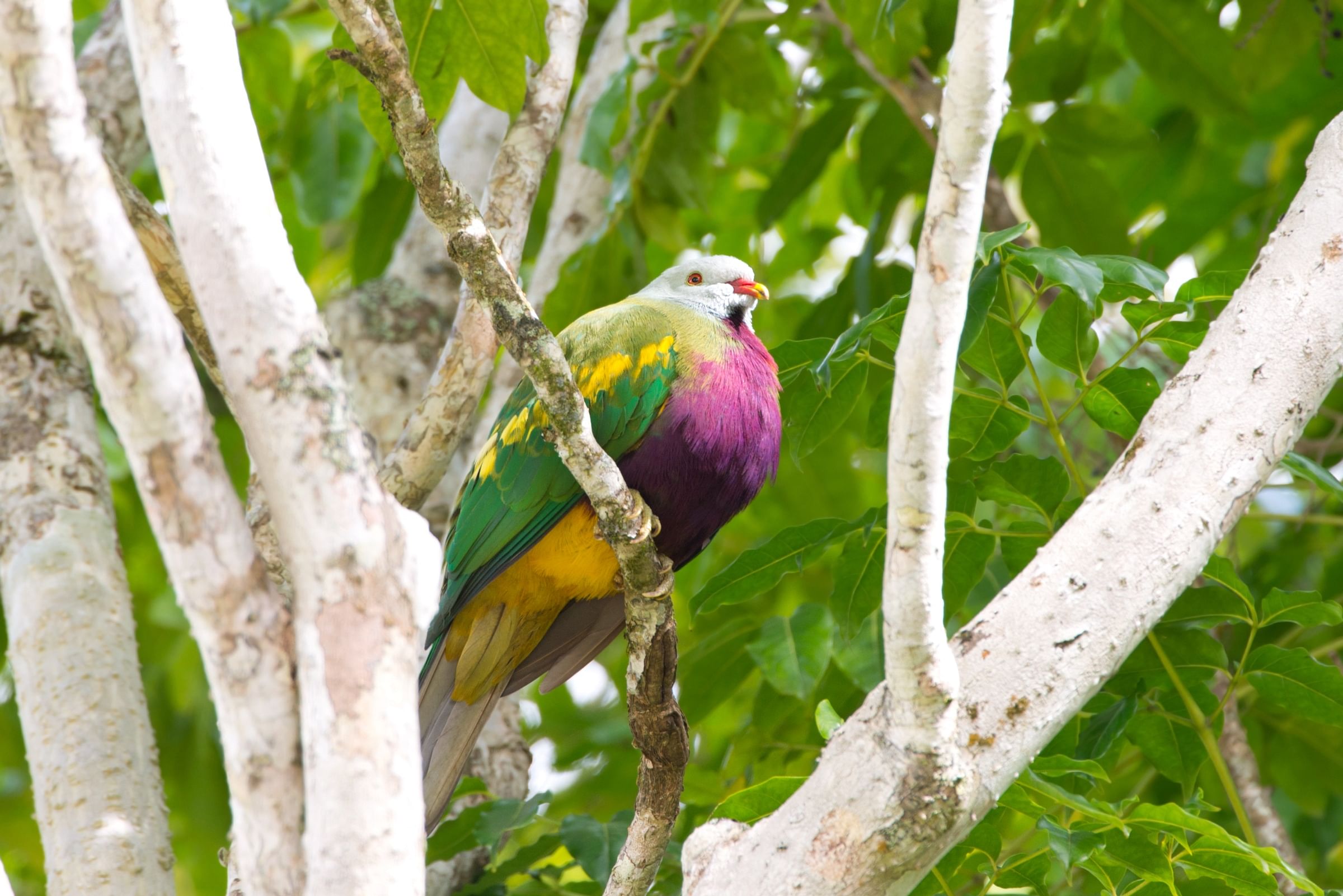 Wompoo Fruit Dove - Ptilinopus magnificus